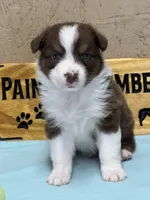 Trooper , a male Australian Shepherd for sale in Magee, MS – 4 of 5