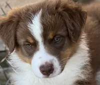 Trooper , a male Australian Shepherd for sale in Magee, MS – 3 of 5