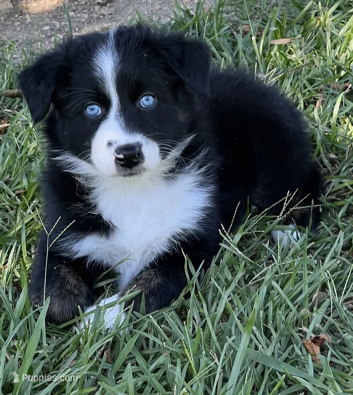 Moxie  – Australian Shepherd puppy for sale in Magee, MS