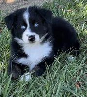 Moxie , a female Australian Shepherd for sale in Magee, MS – 1 of 5