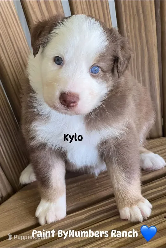 Kylo  – Australian Shepherd puppy for sale in Magee, MS