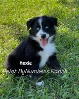 Moxie , a female Australian Shepherd for sale in Magee, MS – 2 of 5