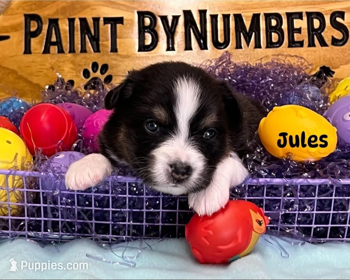Jules  – Australian Shepherd puppy for sale in Magee, MS