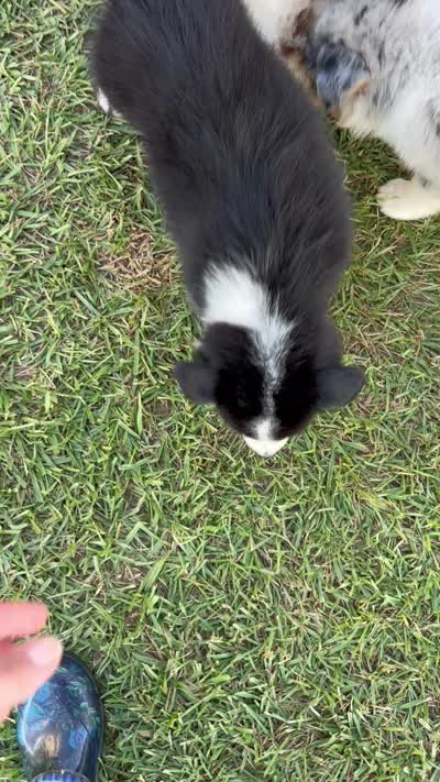 Riot , a male Australian Shepherd for sale in Magee, MS – 3 of 3