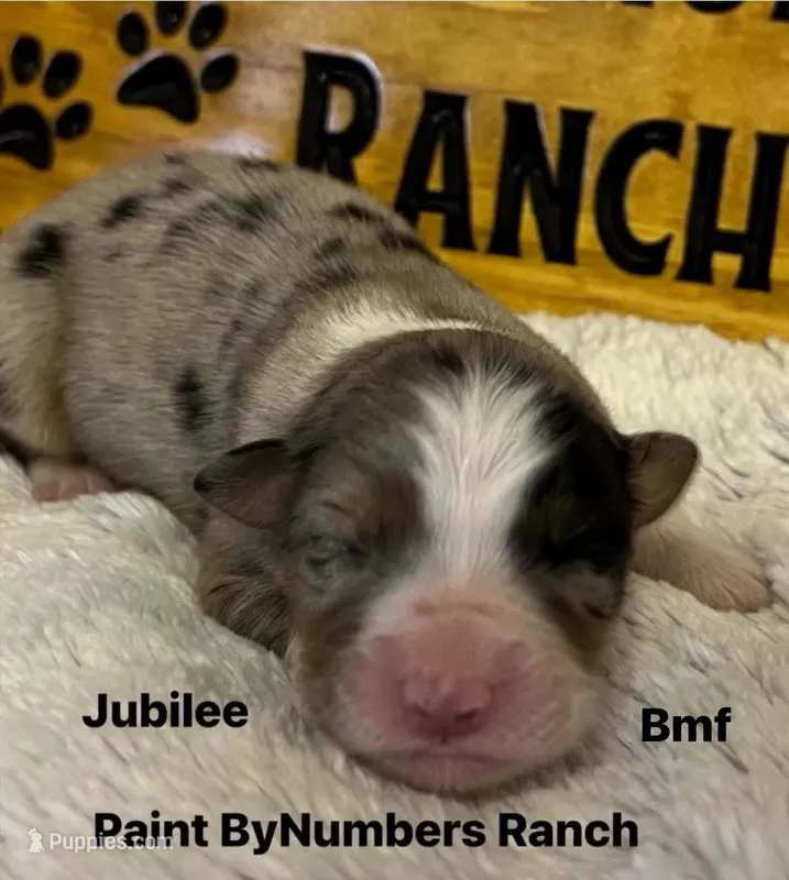 Jubilee – Australian Shepherd puppy for sale in Magee, MS