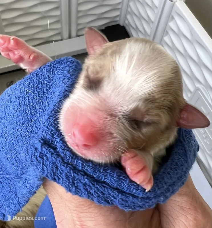 Bizzie – Australian Shepherd puppy for sale in Magee, MS