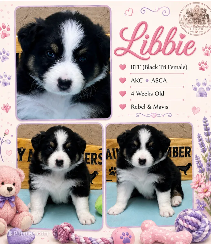 Libbie  – Australian Shepherd puppy for sale in Magee, MS