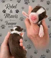 Trooper , a male Australian Shepherd for sale in Magee, MS – 1 of 1