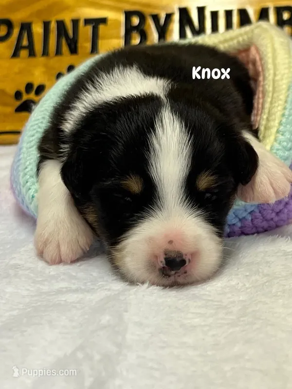 Knox  – Australian Shepherd puppy for sale in Magee, MS