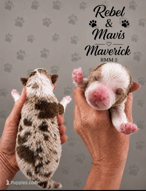 Maverick – Australian Shepherd puppy for sale in Magee, MS