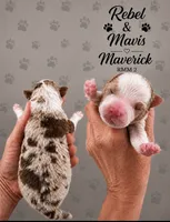 Maverick, a male Australian Shepherd for sale in Magee, MS – 1 of 1