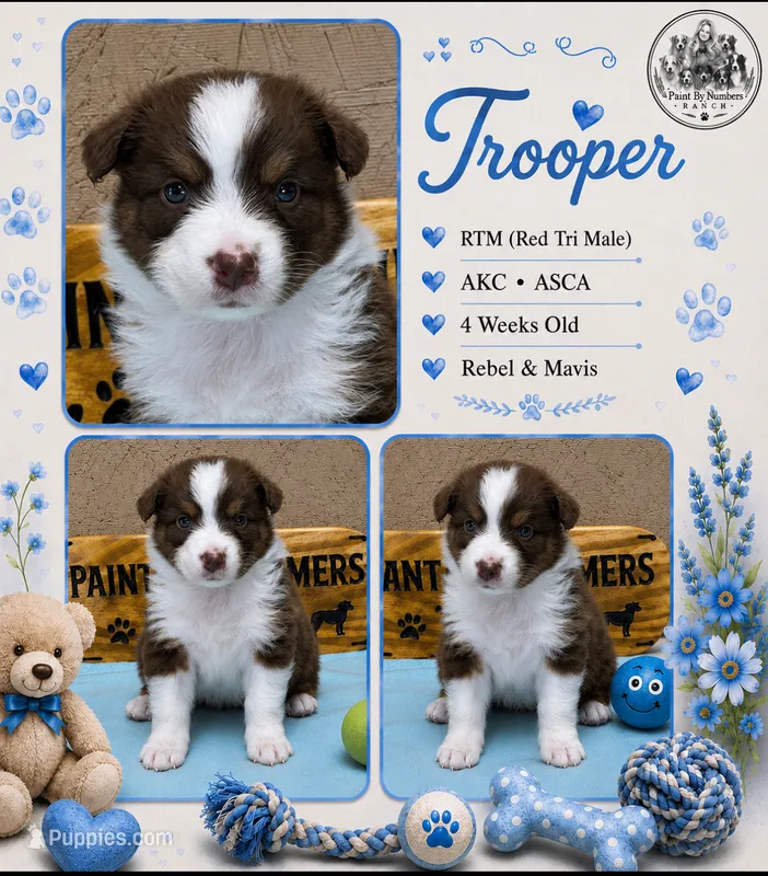 Trooper  – Australian Shepherd puppy for sale in Magee, MS