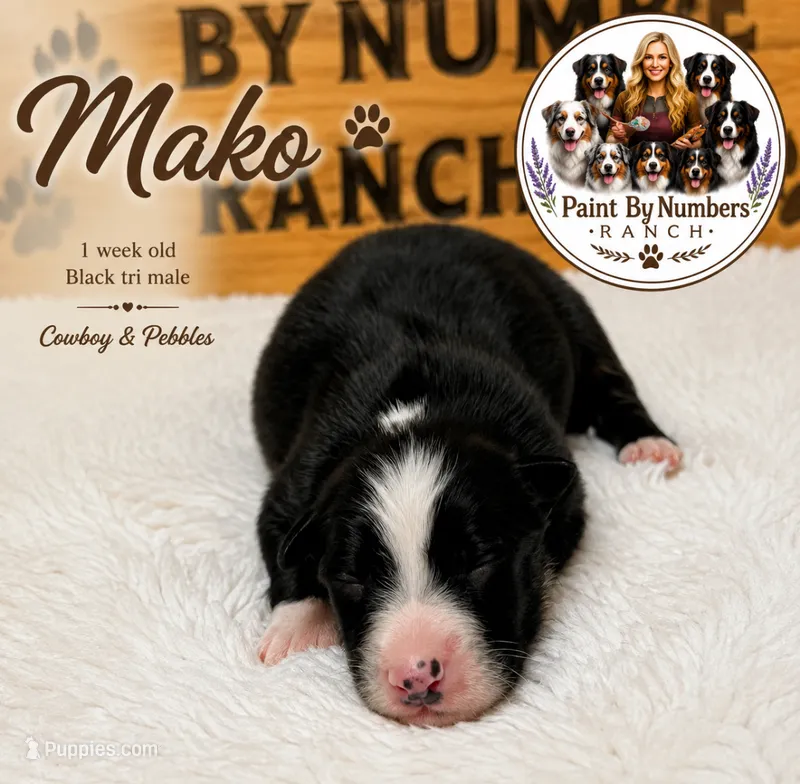 Mako – Australian Shepherd puppy for sale in Magee, MS