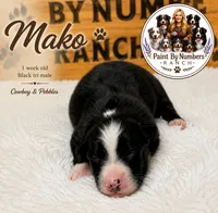 Mako, a male Australian Shepherd for sale in Magee, MS – 8 of 10