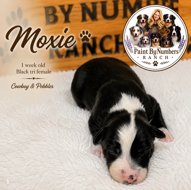 Moxie – Australian Shepherd puppy for sale in Magee, MS