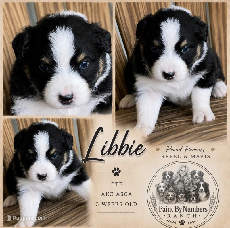 Libbie  – Australian Shepherd puppy for sale in Magee, MS