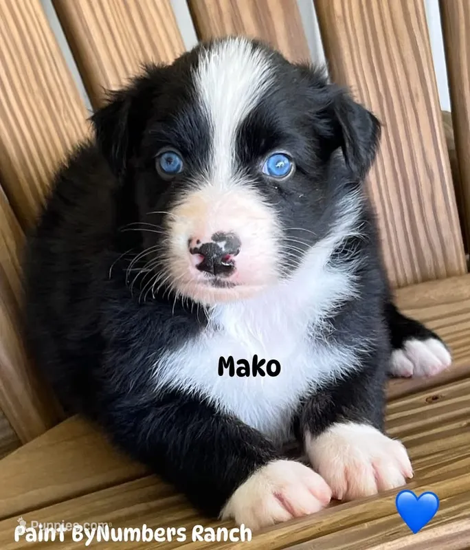 Mako – Australian Shepherd puppy for sale in Magee, MS