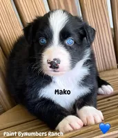 Mako, a male Australian Shepherd for sale in Magee, MS – 4 of 10
