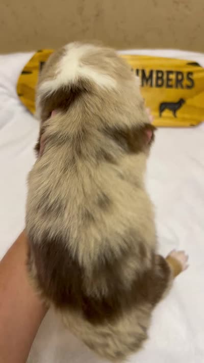 Bizzie, a female Australian Shepherd for sale in Magee, MS – 2 of 3