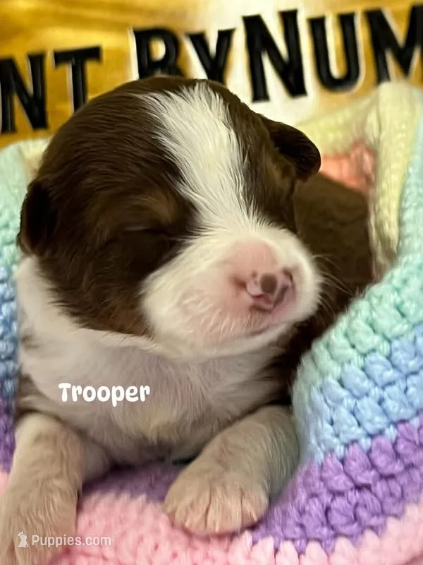 Trooper  – Australian Shepherd puppy for sale in Magee, MS