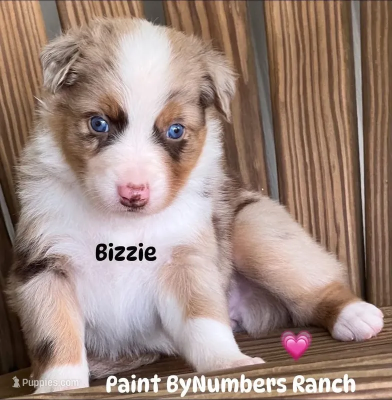 Bizzie – Australian Shepherd puppy for sale in Magee, MS