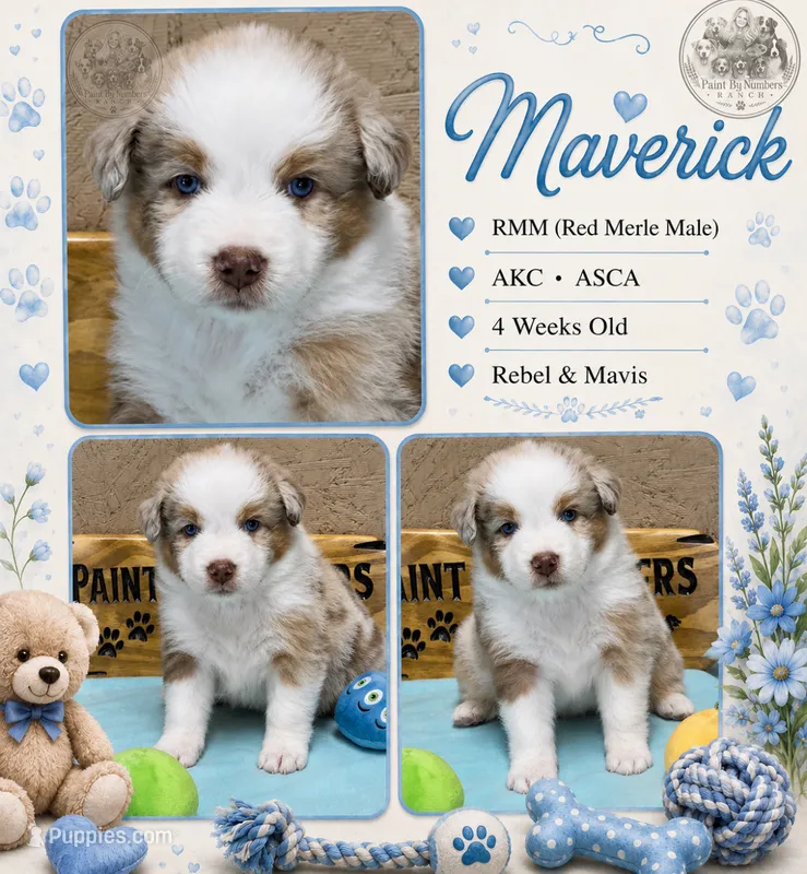 Maverick – Australian Shepherd puppy for sale in Magee, MS