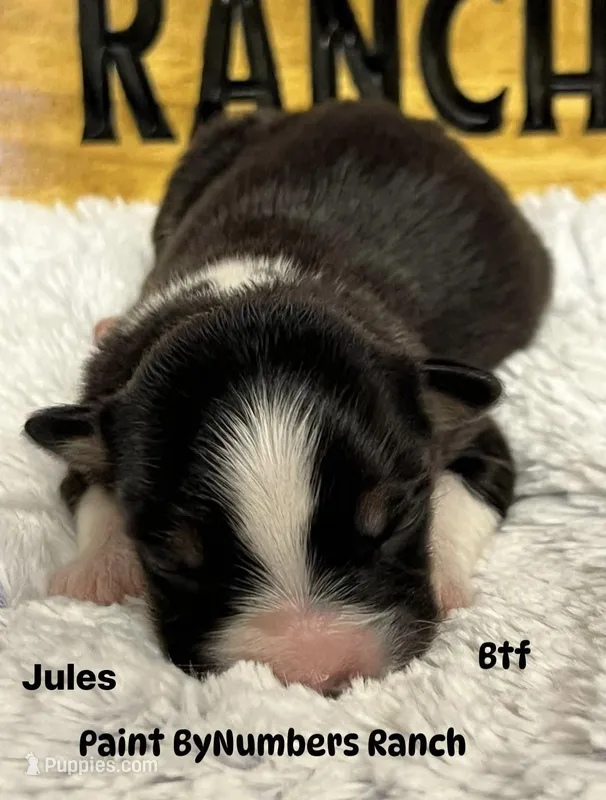 Jules  – Australian Shepherd puppy for sale in Magee, MS