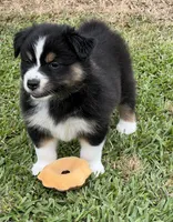 Jules , a female Australian Shepherd for sale in Magee, MS – 3 of 5