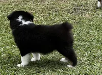 Jules , a female Australian Shepherd for sale in Magee, MS – 2 of 5