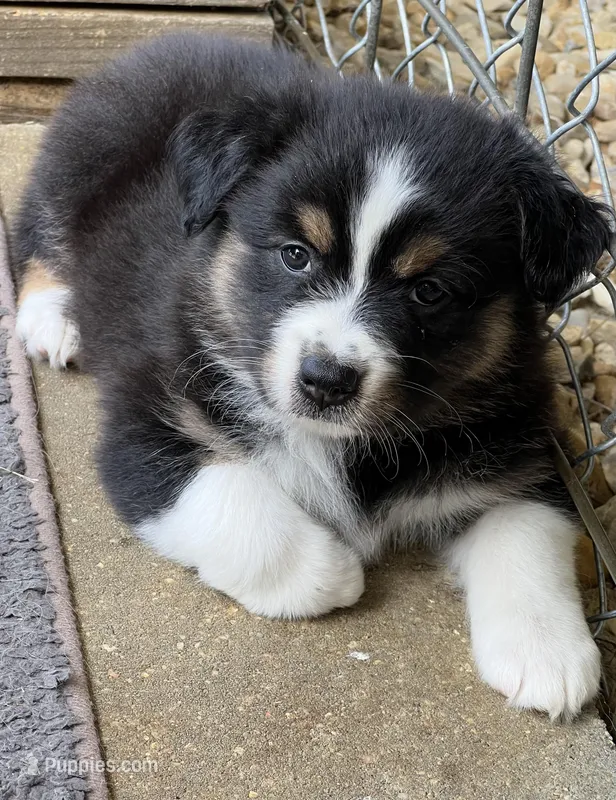 Jules  – Australian Shepherd puppy for sale in Magee, MS