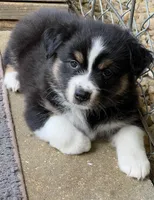Jules , a female Australian Shepherd for sale in Magee, MS – 1 of 5