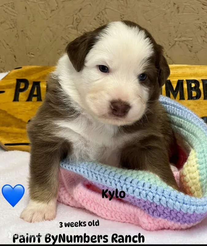 Kylo  – Australian Shepherd puppy for sale in Magee, MS