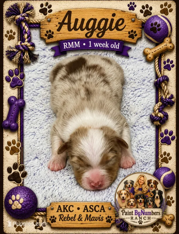 Auggie  – Australian Shepherd puppy for sale in Magee, MS