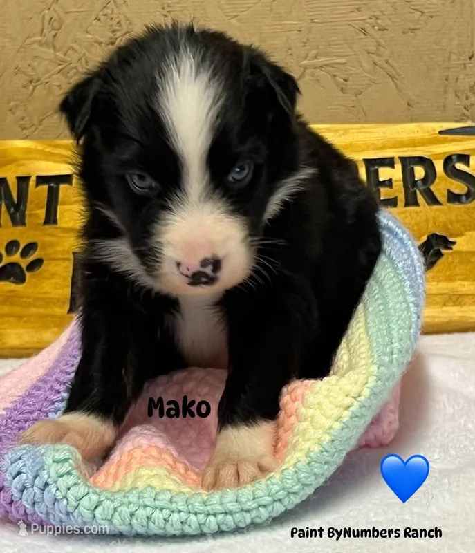 Mako – Australian Shepherd puppy for sale in Magee, MS