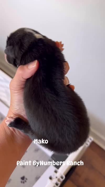 Mako, a male Australian Shepherd for sale in Magee, MS – 10 of 10