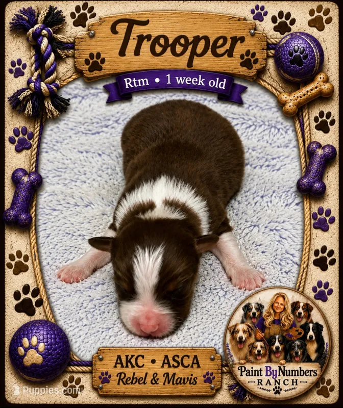 Trooper  – Australian Shepherd puppy for sale in Magee, MS