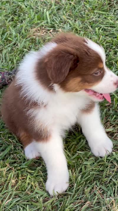 Trooper , a male Australian Shepherd for sale in Magee, MS – 5 of 5