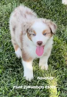Maverick, a male Australian Shepherd for sale in Magee, MS – 1 of 4