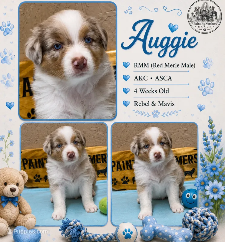 Auggie  – Australian Shepherd puppy for sale in Magee, MS