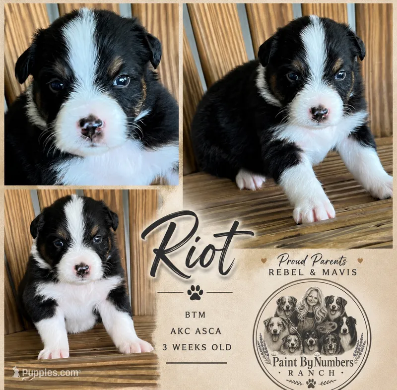 Riot  – Australian Shepherd puppy for sale in Magee, MS