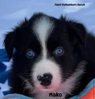 Mako, a male Australian Shepherd for sale in Magee, MS – 3 of 10