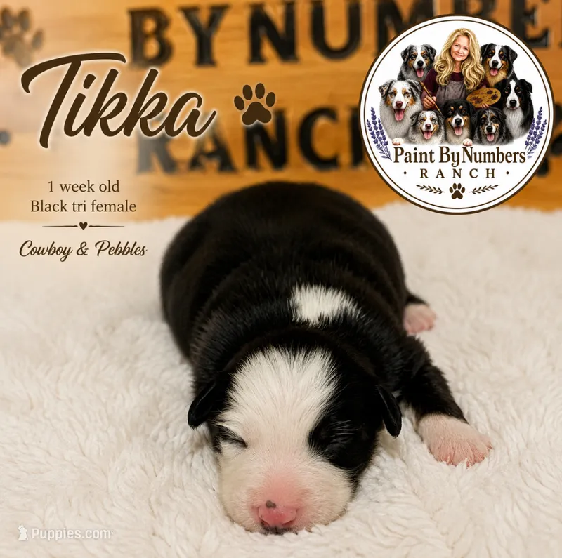 Tikka – Australian Shepherd puppy for sale in Magee, MS