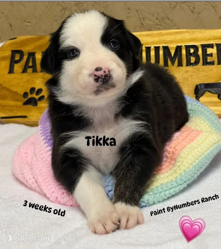 Tikka – Australian Shepherd puppy for sale in Magee, MS