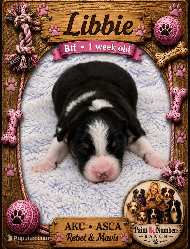 Libbie  – Australian Shepherd puppy for sale in Magee, MS