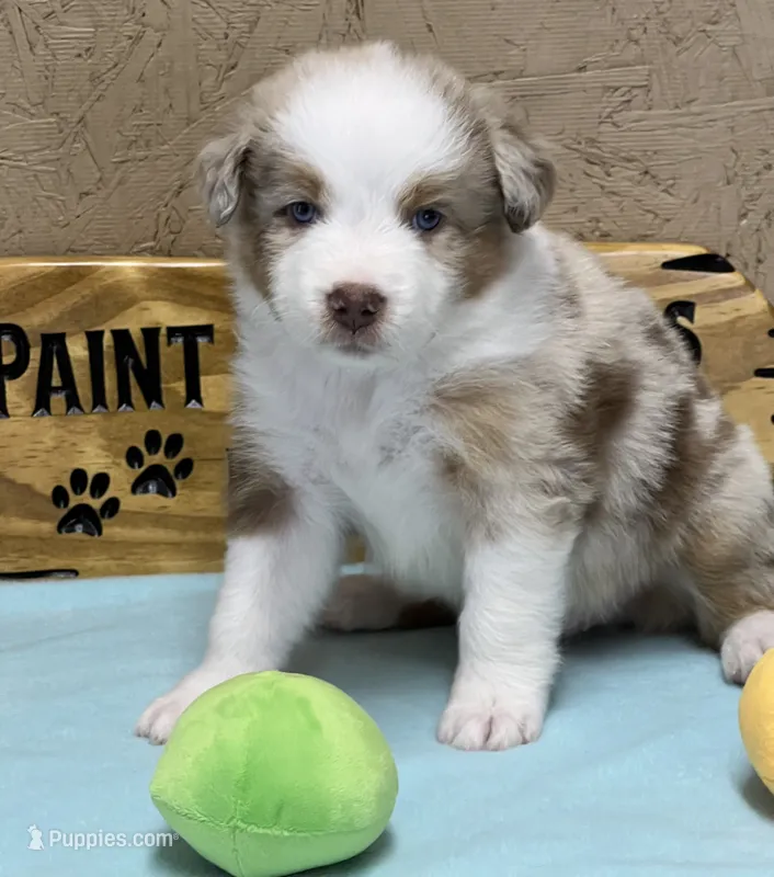 Maverick – Australian Shepherd puppy for sale in Magee, MS
