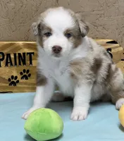 Maverick, a male Australian Shepherd for sale in Magee, MS – 2 of 4
