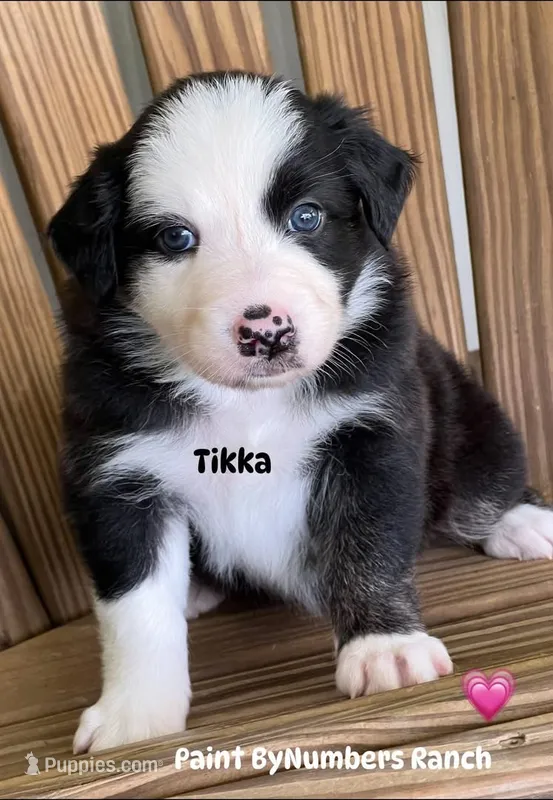 Tikka – Australian Shepherd puppy for sale in Magee, MS