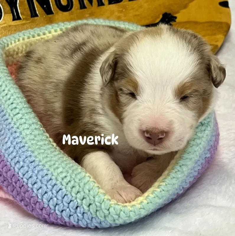 Maverick – Australian Shepherd puppy for sale in Magee, MS