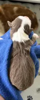 Kylo , a male Australian Shepherd for sale in Magee, MS – 2 of 2