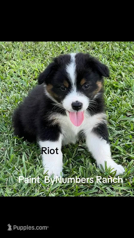 Riot  – Australian Shepherd puppy for sale in Magee, MS
